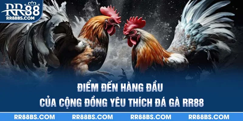 Điểm đến hàng đầu của cộng đồng yêu thích đá gà RR88
