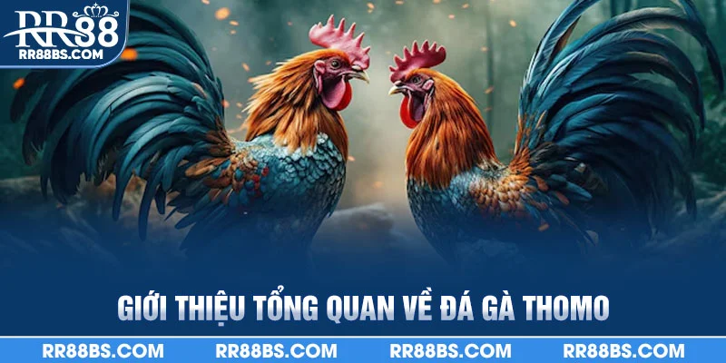 Đá Gà Thomo RR88 - Đấu Trường Trực Tiếp, Thưởng Hấp Dẫn 1 Giới thiệu tổng quan về đá gà thomo