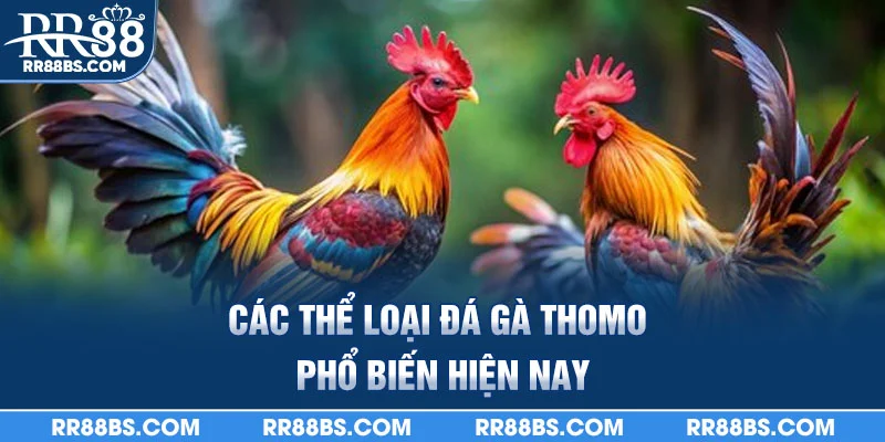 Đá Gà Thomo RR88 - Đấu Trường Trực Tiếp, Thưởng Hấp Dẫn 2 Các thể loại đá gà thomo phổ biến hiện nay