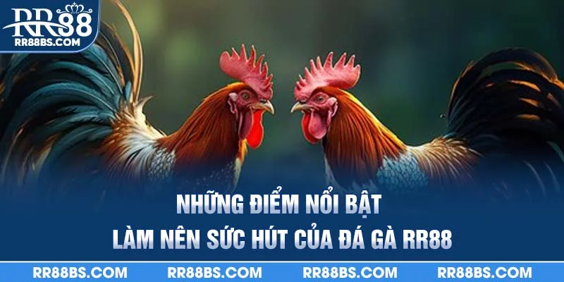 Những điểm nổi bật làm nên sức hút của đá gà RR88