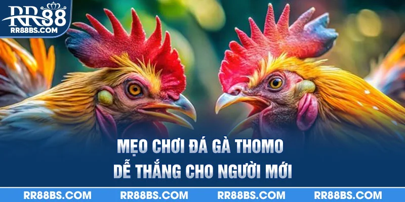 Đá Gà Thomo RR88 - Đấu Trường Trực Tiếp, Thưởng Hấp Dẫn 3 Mẹo chơi đá gà thomo dễ thắng cho người mới