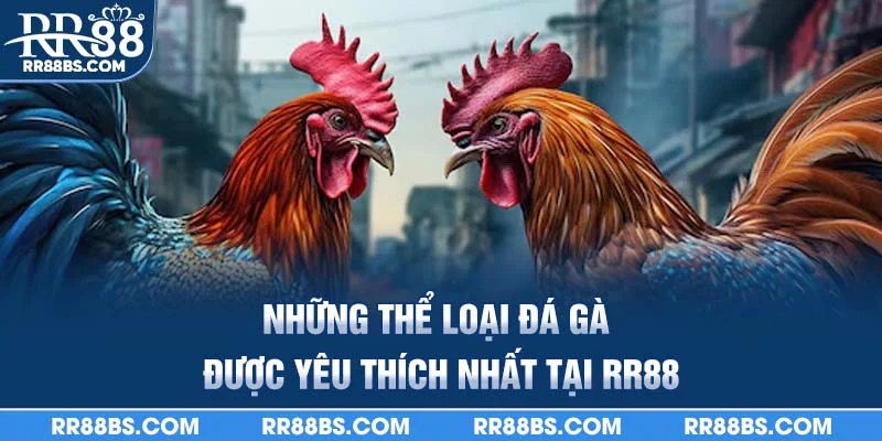 Những thể loại đá gà được yêu thích nhất tại RR88
