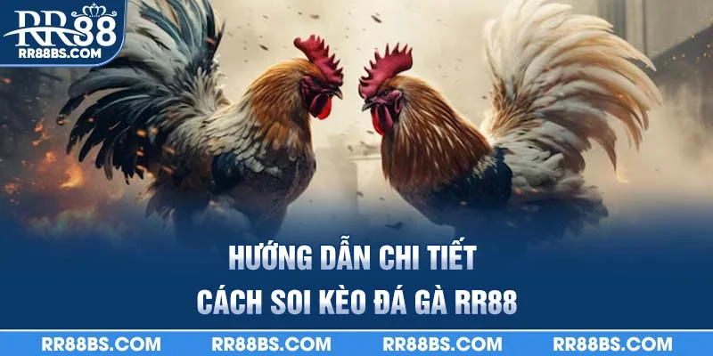Hướng dẫn chi tiết cách soi kèo đá gà RR88