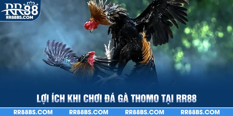 Đá Gà Thomo RR88 - Đấu Trường Trực Tiếp, Thưởng Hấp Dẫn 4 Lợi ích khi chơi đá gà thomo tại RR88