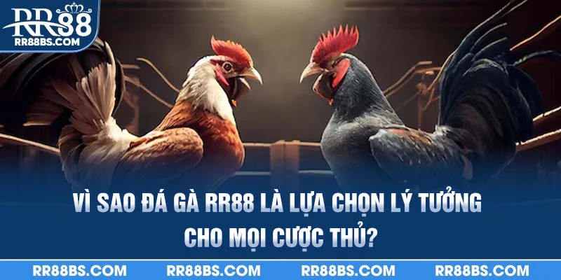 Vì sao đá gà RR88 là lựa chọn lý tưởng cho mọi cược thủ?