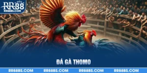 đá gà Thomo
